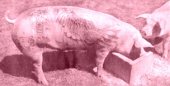 HOG Tattoo by Wim Delvoye